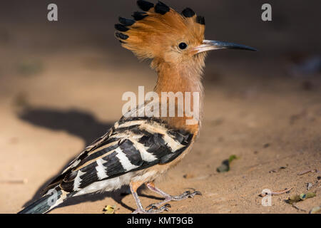 Une huppe fasciée (Upupa marginata de Madagascar). La réserve forestière de Kirindy. Madagascar, l'Afrique. Banque D'Images