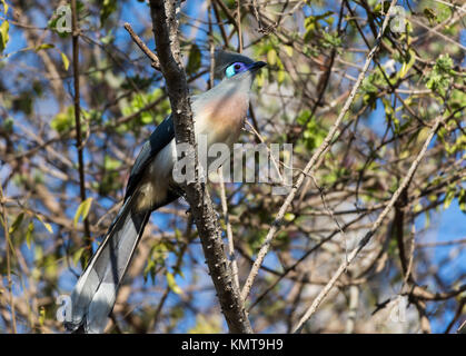 Un Crested Coua (Coua cristata) perché sur un arbre. La réserve forestière de Kirindy. Madagascar, l'Afrique. Banque D'Images