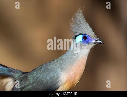 Un Crested Coua (Coua cristata) close up. La réserve forestière de Kirindy. Madagascar, l'Afrique. Banque D'Images