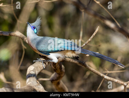 Un Crested Coua (Coua cristata) perché sur un arbre. La réserve forestière de Kirindy. Madagascar, l'Afrique. Banque D'Images