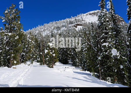 Scène de la Mt Washburn trail, le Parc National de Yellowstone, couvertes de neige Banque D'Images