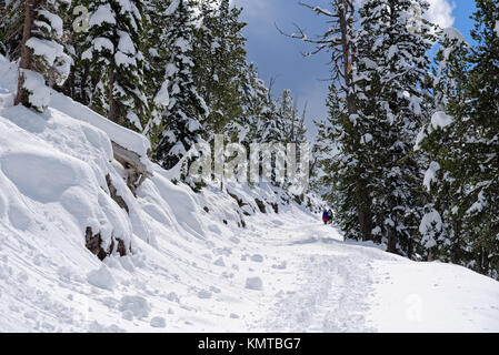 Scène de la Mt Washburn trail, le Parc National de Yellowstone, couvertes de neige Banque D'Images