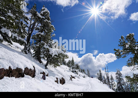 Scène de la Mt Washburn trail, le Parc National de Yellowstone, couvertes de neige Banque D'Images