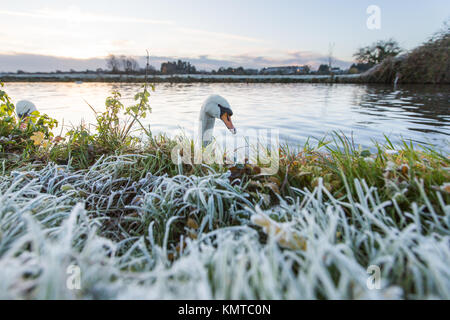 Les rameurs sur la rivière Cam à Cambridge sur un gel froid samedi matin au lever du soleil. Banque D'Images