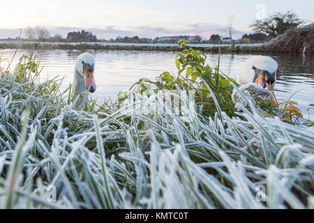 Les rameurs sur la rivière Cam à Cambridge sur un gel froid samedi matin au lever du soleil. Banque D'Images