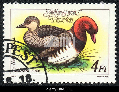 Un timbre imprimé en Hongrie montre une nette rousse (Netta rufina), à partir de la série des canards, circa 1988 Banque D'Images