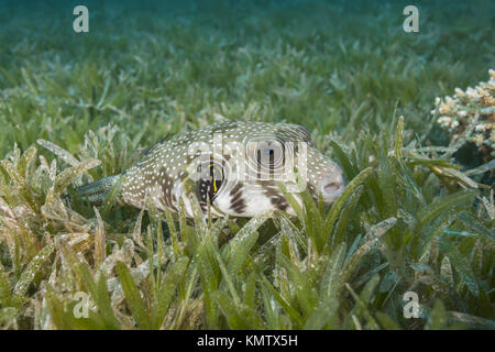 White-spotted puffer (Arothron hispidus) se trouve sur l'herbe de mer Banque D'Images