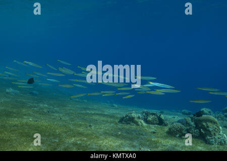 De l'école de la queue jaune de barracudas (Sphyraena flavicauda) nager sur l'herbe de mer Banque D'Images