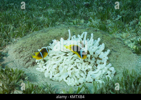 Mer Rouge poisson clown ou Threebanded poisson clown (Amphiprion bicinctus) et blanc (albinisme) anémone Entacmaea quadricolor (bulle) Banque D'Images