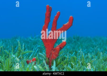 Fabricants de toxiques rouge éponge (Negombata magnifica) dans l'herbe de mer Banque D'Images