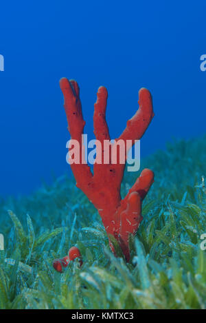 Fabricants de toxiques rouge éponge (Negombata magnifica) dans l'herbe de mer Banque D'Images