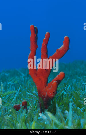 Fabricants de toxiques rouge éponge (Negombata magnifica) dans l'herbe de mer Banque D'Images