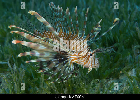 Poissons toxiques (Pterois volitans Poisson-papillon rouge) nager sur le fond avec de l'herbe de mer en eau peu profonde