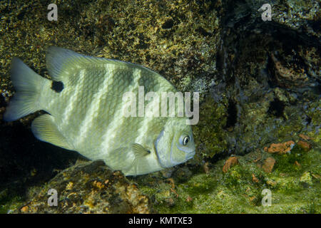 Pom (Abudefduf sordidus Spot) près de reef Banque D'Images