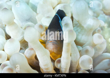 Mer Rouge poisson clown ou Threebanded poisson clown (Amphiprion bicinctus) cachant en blanc (albinisme) anémone Entacmaea quadricolor (bulle) Banque D'Images