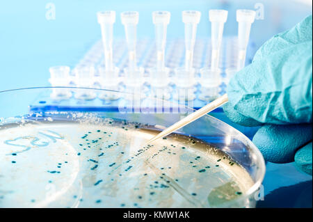 Cueillette de colonies bactériennes pour le clonage d'ADN Banque D'Images