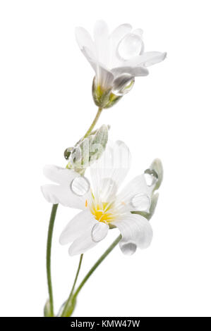 Gros plan sur une plus grande, ou Stellaria holostea stellaire à fleurs isolated on white Banque D'Images