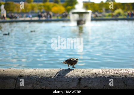 A l'Étourneau sansonnet promenades le long de l'orée du Grand Bassin Rond fontaine au Jardin De Tuilieries Jardin sur une journée ensoleillée à Paris France Banque D'Images