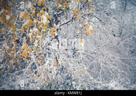 Feuilles de bouleau jaune contre les branches d'arbres couverts de neige en arrière-plan Banque D'Images