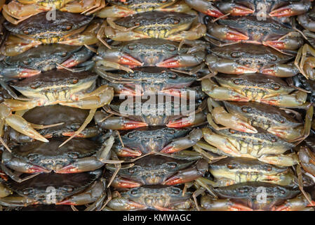 Une famille de crabes empilés les uns sur les autres Banque D'Images