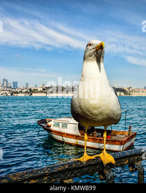 Friendly seagull posant pour un bon close-up Banque D'Images