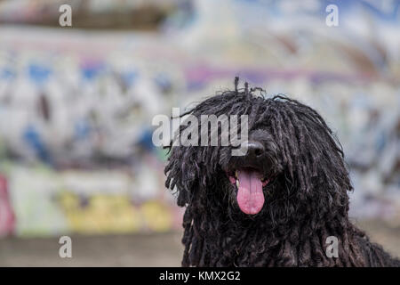 Chien Puli hongrois regardant la caméra et posant devant un graffiti Wal avec beaucoup de couleurs à fort Funston Beach à San Francisco Banque D'Images