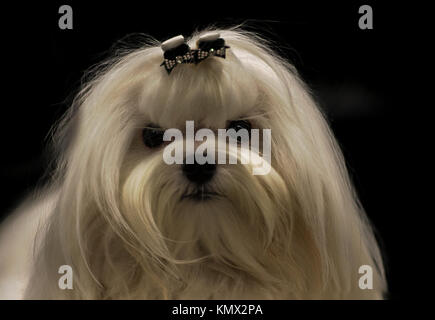 Afficher blanc toiletté chien maltais avec cheveux Arc en face de fond noir, longue fourrure, Groupe de jouets Banque D'Images