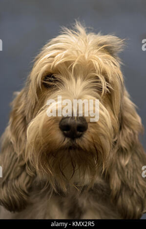 Petit Basset Griffon vendéen, PBGV Français, chien de chasse, Portrait photo posée sur fond gris bleu, chien d'exposition Banque D'Images