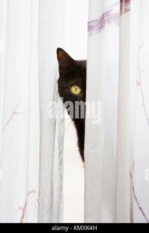 Puma Noir Et Blanc Photo Stock Alamy