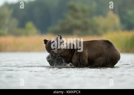 Ours brun Ours / ( Ursus arctos ), les jeunes adolescents, debout dans l'eau peu profonde, secouer l'eau de la fourrure humide, l'air drôle, agréable Banque D'Images