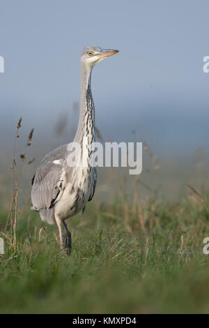 Héron cendré Ardea cinerea Graureiher ( / ), lentement marche à travers l'herbe haute d'un pâturage, regardant autour avec attention, vue frontale, de la faune, de l'Europe Banque D'Images