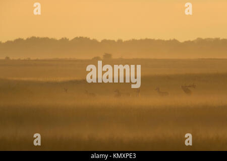 Red Deer (Cervus elaphus), beuglant stag avec troupeau, les femmes, dans les prairies ouvertes pendant la saison du rut, moody contre-jour, au crépuscule, l'Europe. Banque D'Images