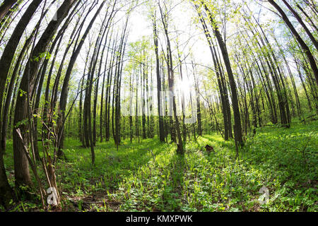 La forêt verte au printemps. soleil objectif fisheye. Banque D'Images