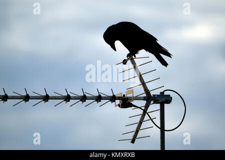 Crow à la télévision antenne. Banque D'Images