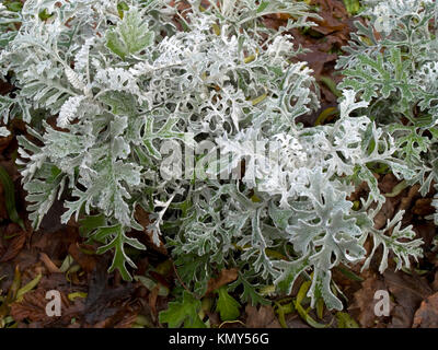 Senecio cineraria 'Silver Dust' arbuste à la fin de l'automne Banque D'Images