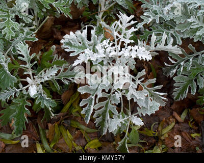 Senecio cineraria 'Silver Dust' arbuste à la fin de l'automne Banque D'Images