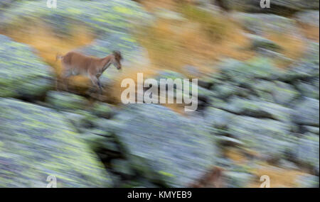 Le bouquetin ibérique, Espagnol, Espagnol ibex chèvre sauvage, ou chèvre sauvage ibérique (Capra pyrenaica), Sierra de Gredos, Ávila, Castilla y León, Espagne, Europe Banque D'Images