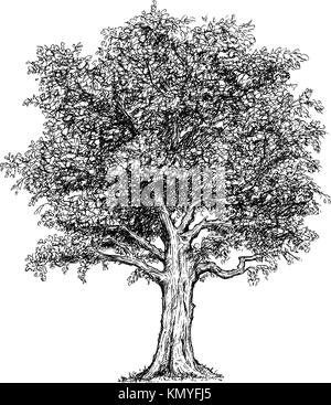 Dessin vectoriel appelée illustration de l'arbre. Illustration de Vecteur