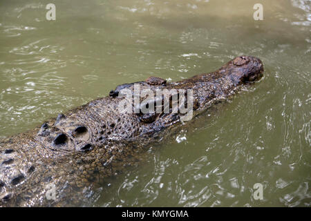 Gros plan de la tête Grand Crocodile estuarien à Hartley's Crocodile Adventures, Captain Cook Highway, Wangetti, Queensland, Australie Banque D'Images