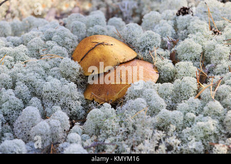 Le paysage naturel - champignons sauvages poussant dans la forêt de mousse Banque D'Images