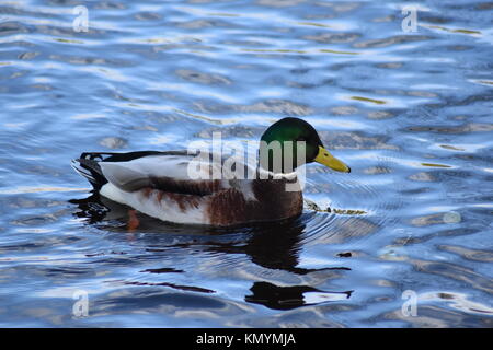 Mallard Drake nageant dans un étang. Banque D'Images