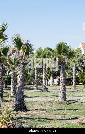 Petits palmiers poussent dans le parc près de la résidence de luxe dans la région de Faros, Larnaca, Chypre Banque D'Images