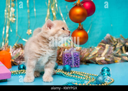 Petit Chaton couleur beige britannique et décorations de Noël sur un fond bleu Banque D'Images