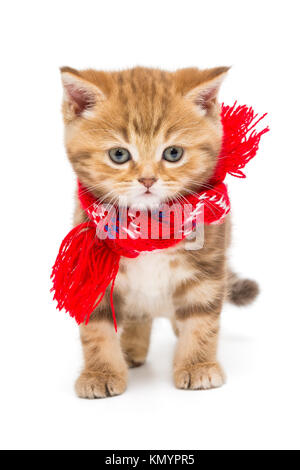 Petit Chaton British en dans une écharpe rouge, isolé sur blanc. Banque D'Images