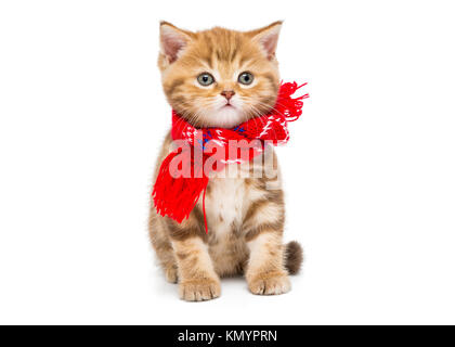 Petit Chaton British en dans une écharpe rouge, isolé sur blanc. Banque D'Images