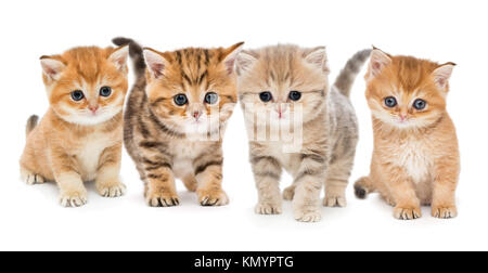 Portrait de quatre petits chatons British sur fond blanc Banque D'Images