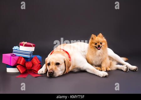 Cute chiens près des boîtes-cadeaux, studio shot. Banque D'Images