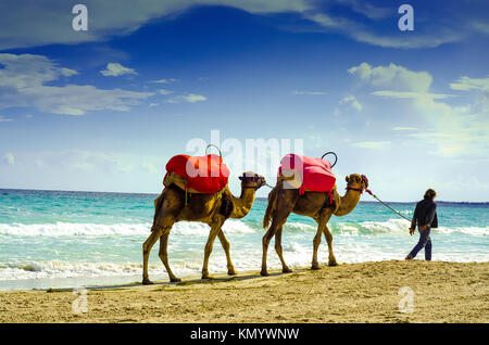 Chameaux sur la plage, Djerba, 07 Nov 2014 Banque D'Images