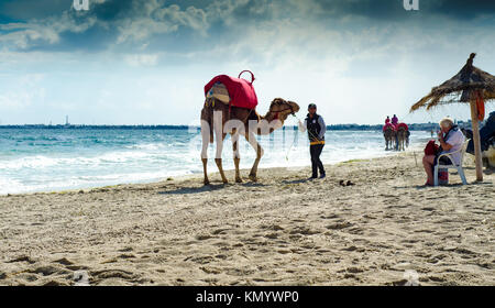 Chameaux sur la plage, Djerba, 07 Nov 2014 Banque D'Images