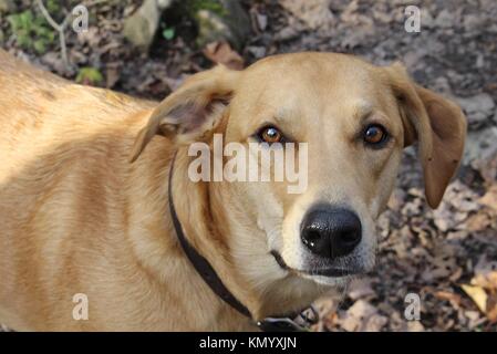 Chevy, l'aventure chien. Banque D'Images